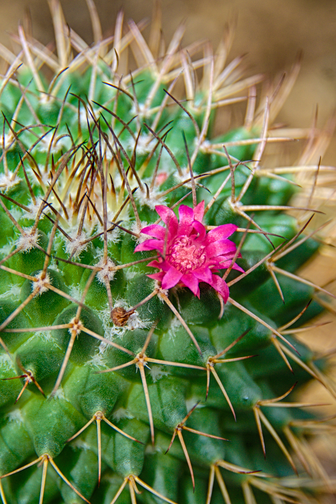 Scented Aroma Beads (Ready to Use) Baja Cactus Blossom - iamericaverret